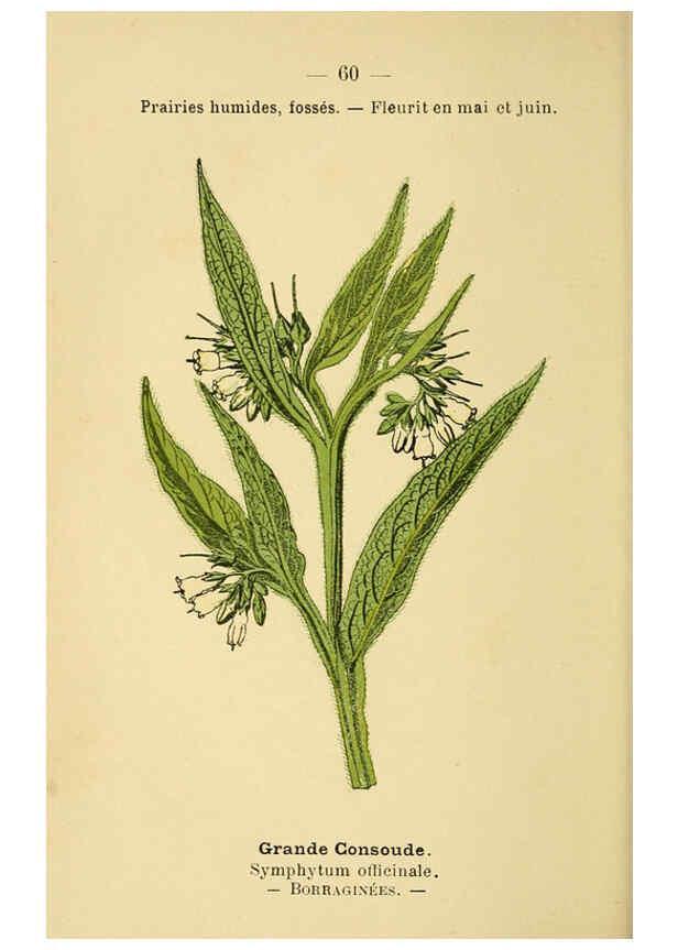 Reproducción/Reproduction 6022563774: Atlas de poche des plantes des champs, des prairies et des bois Paris :P. Klincksieck,[1894] 