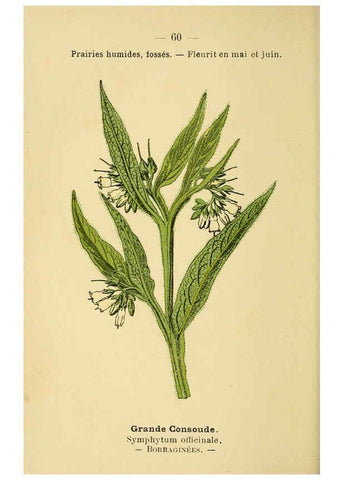 Reproducción/Reproduction 6022563774: Atlas de poche des plantes des champs, des prairies et des bois Paris :P. Klincksieck,[1894] 