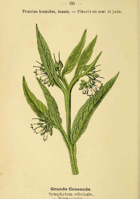Reproducción/Reproduction 6022563774: Atlas de poche des plantes des champs, des prairies et des bois Paris :P. Klincksieck,[1894] 