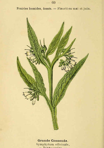 Reproducción/Reproduction 6022563774: Atlas de poche des plantes des champs, des prairies et des bois Paris :P. Klincksieck,[1894] 
