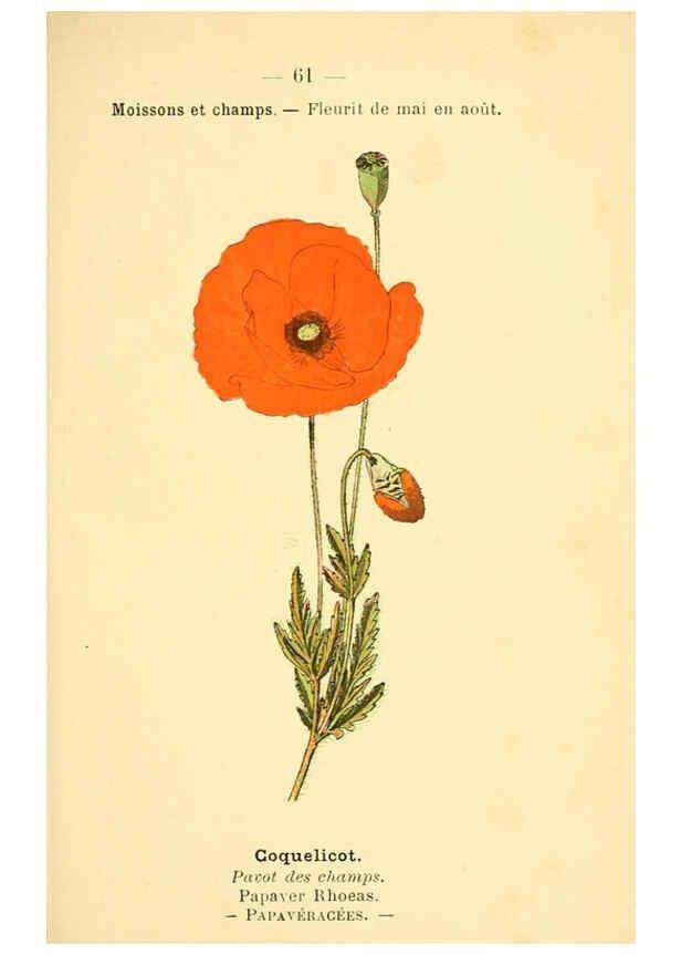 Reproducción/Reproduction 6022564130: Atlas de poche des plantes des champs, des prairies et des bois Paris :P. Klincksieck,[1894] 