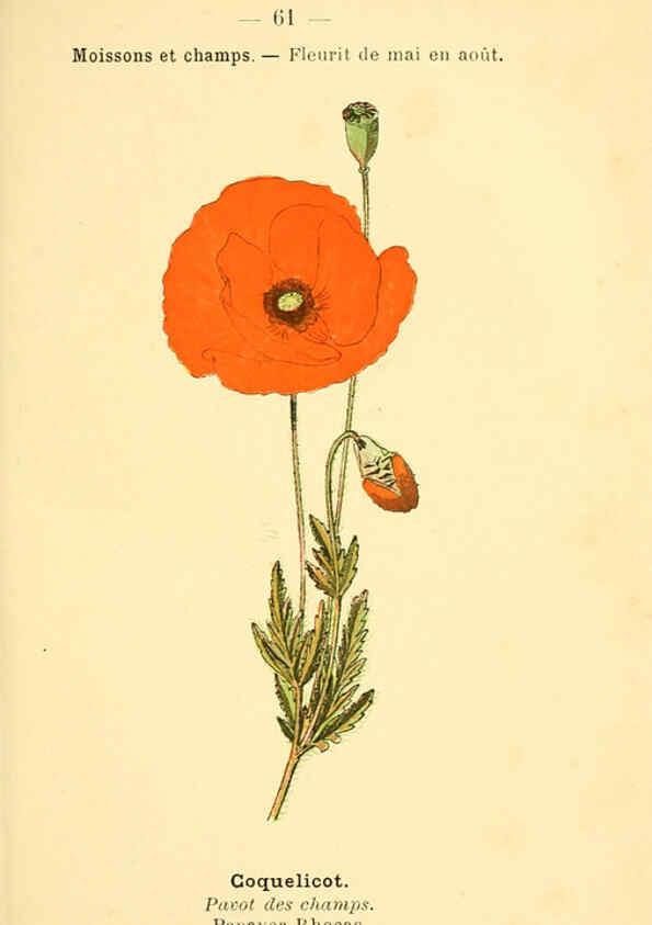 Reproducción/Reproduction 6022564130: Atlas de poche des plantes des champs, des prairies et des bois Paris :P. Klincksieck,[1894] 