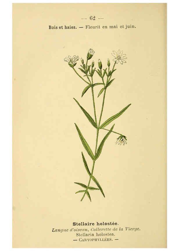 Reproducción/Reproduction 6022564442: Atlas de poche des plantes des champs, des prairies et des bois Paris :P. Klincksieck,[1894] 