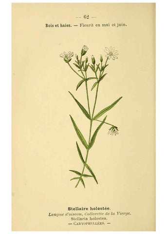 Reproducción/Reproduction 6022564442: Atlas de poche des plantes des champs, des prairies et des bois Paris :P. Klincksieck,[1894] 