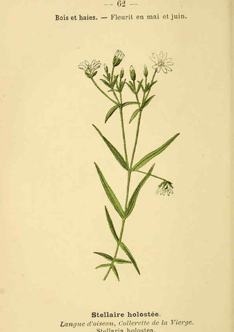 Reproducción/Reproduction 6022564442: Atlas de poche des plantes des champs, des prairies et des bois Paris :P. Klincksieck,[1894] 