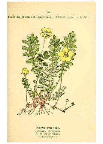 Reproducción/Reproduction 6022007891: Atlas de poche des plantes des champs, des prairies et des bois Paris :P. Klincksieck,[1894] 