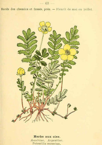 Reproducción/Reproduction 6022007891: Atlas de poche des plantes des champs, des prairies et des bois Paris :P. Klincksieck,[1894] 