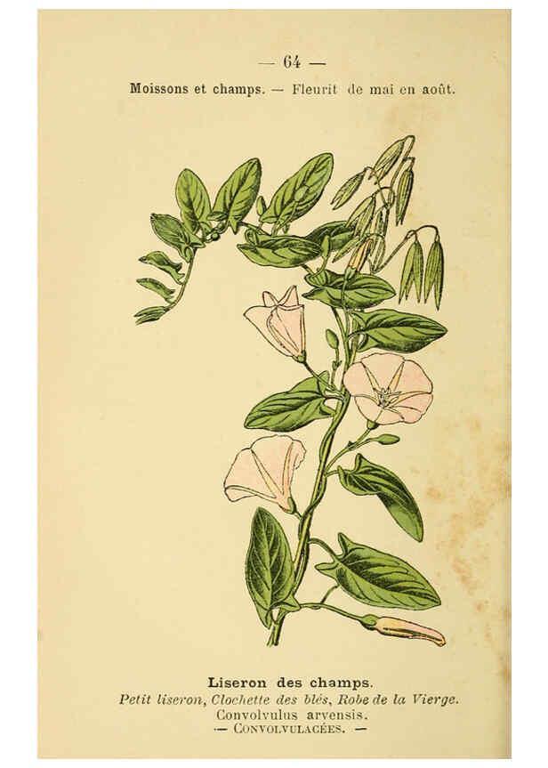Reproducción/Reproduction 6022565088: Atlas de poche des plantes des champs, des prairies et des bois Paris :P. Klincksieck,[1894] 