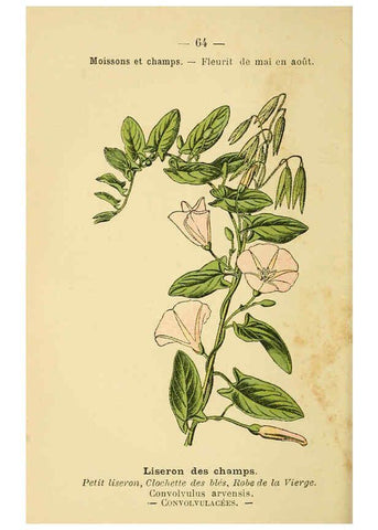 Reproducción/Reproduction 6022565088: Atlas de poche des plantes des champs, des prairies et des bois Paris :P. Klincksieck,[1894] 