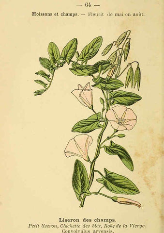 Reproducción/Reproduction 6022565088: Atlas de poche des plantes des champs, des prairies et des bois Paris :P. Klincksieck,[1894] 