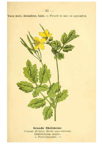 Reproducción/Reproduction 6022565320: Atlas de poche des plantes des champs, des prairies et des bois Paris :P. Klincksieck,[1894] 