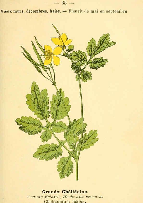 Reproducción/Reproduction 6022565320: Atlas de poche des plantes des champs, des prairies et des bois Paris :P. Klincksieck,[1894] 