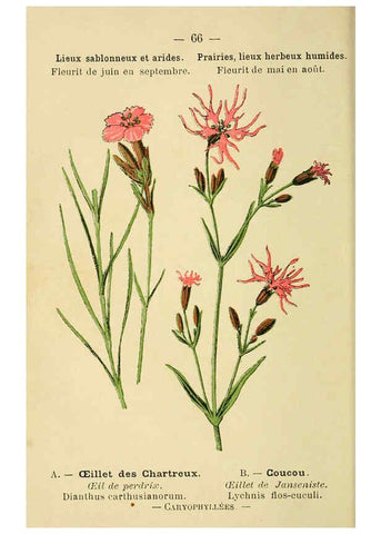 Reproducción/Reproduction 6022008821: Atlas de poche des plantes des champs, des prairies et des bois Paris :P. Klincksieck,[1894] 