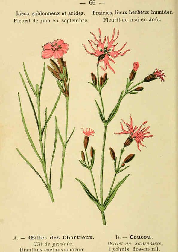Reproducción/Reproduction 6022008821: Atlas de poche des plantes des champs, des prairies et des bois Paris :P. Klincksieck,[1894] 