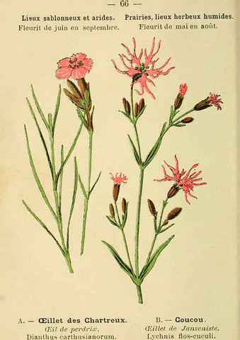 Reproducción/Reproduction 6022008821: Atlas de poche des plantes des champs, des prairies et des bois Paris :P. Klincksieck,[1894] 