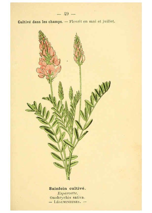 Reproducción/Reproduction 6022559762: Atlas de poche des plantes des champs, des prairies et des bois Paris :P. Klincksieck,[1894] 