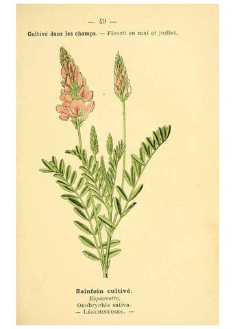 Reproducción/Reproduction 6022559762: Atlas de poche des plantes des champs, des prairies et des bois Paris :P. Klincksieck,[1894] 