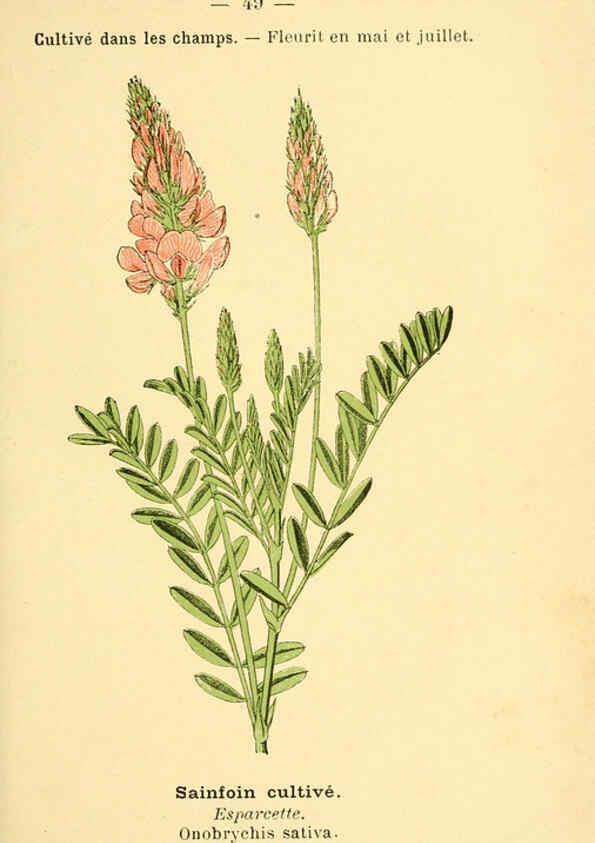 Reproducción/Reproduction 6022559762: Atlas de poche des plantes des champs, des prairies et des bois Paris :P. Klincksieck,[1894] 