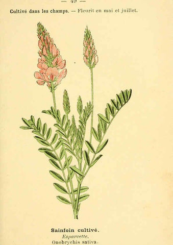Reproducción/Reproduction 6022559762: Atlas de poche des plantes des champs, des prairies et des bois Paris :P. Klincksieck,[1894] 