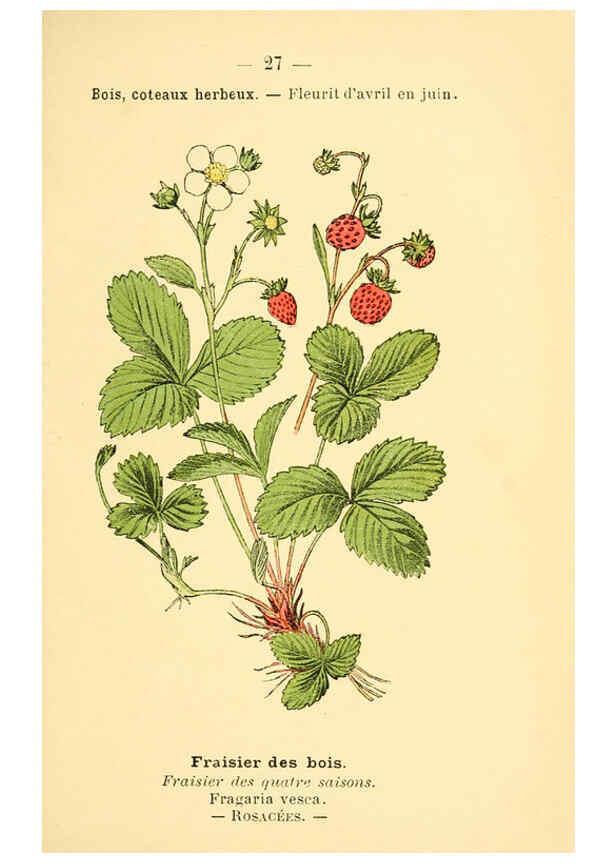 Reproducción/Reproduction 6021994931: Atlas de poche des plantes des champs, des prairies et des bois Paris :P. Klincksieck,[1894] 