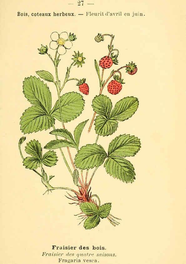 Reproducción/Reproduction 6021994931: Atlas de poche des plantes des champs, des prairies et des bois Paris :P. Klincksieck,[1894] 