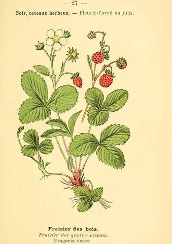 Reproducción/Reproduction 6021994931: Atlas de poche des plantes des champs, des prairies et des bois Paris :P. Klincksieck,[1894] 