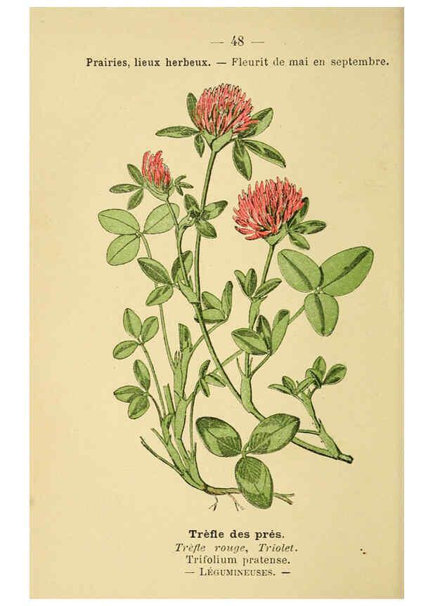 Reproducción/Reproduction 6022559334: Atlas de poche des plantes des champs, des prairies et des bois Paris :P. Klincksieck,[1894] 