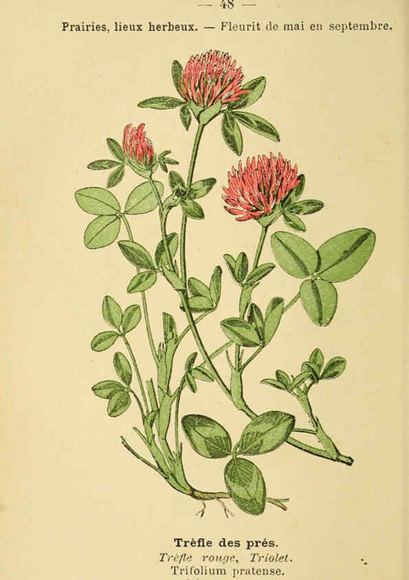 Reproducción/Reproduction 6022559334: Atlas de poche des plantes des champs, des prairies et des bois Paris :P. Klincksieck,[1894] 