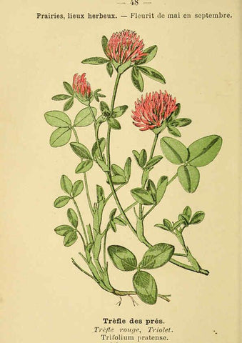 Reproducción/Reproduction 6022559334: Atlas de poche des plantes des champs, des prairies et des bois Paris :P. Klincksieck,[1894] 