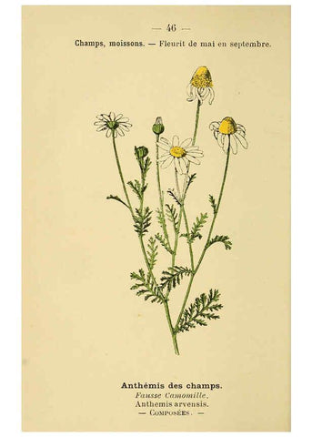 Reproducción/Reproduction 6022558856: Atlas de poche des plantes des champs, des prairies et des bois Paris :P. Klincksieck,[1894] 