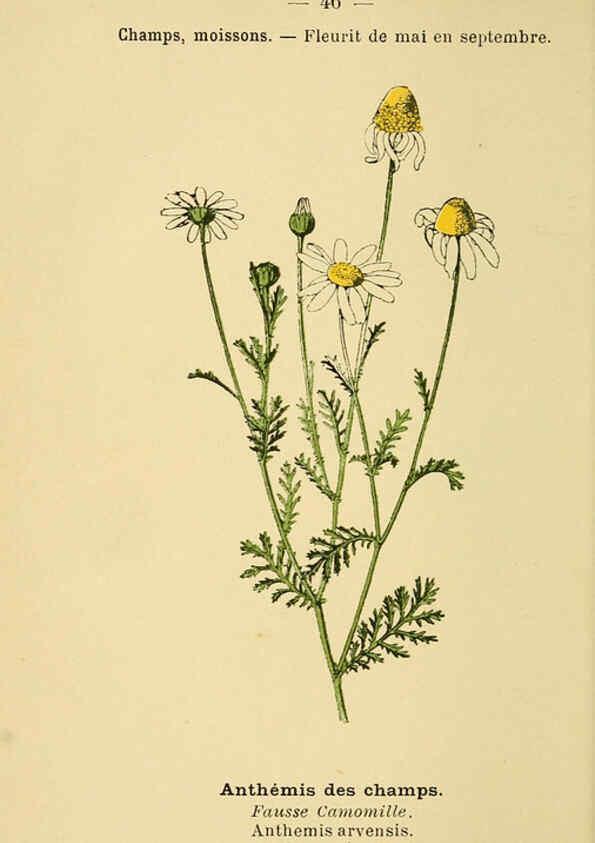Reproducción/Reproduction 6022558856: Atlas de poche des plantes des champs, des prairies et des bois Paris :P. Klincksieck,[1894] 