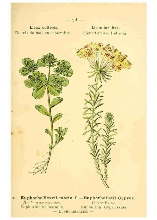 Reproducción/Reproduction 6022552586: Atlas de poche des plantes des champs, des prairies et des bois Paris :P. Klincksieck,[1894] 