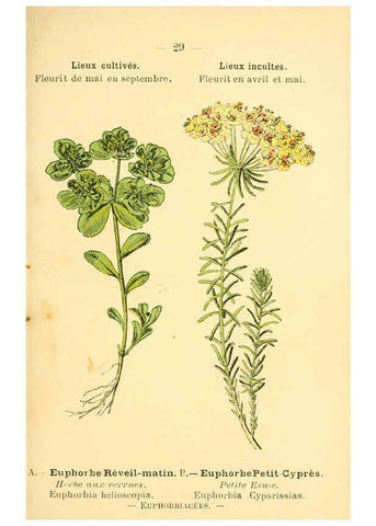 Reproducción/Reproduction 6022552586: Atlas de poche des plantes des champs, des prairies et des bois Paris :P. Klincksieck,[1894] 