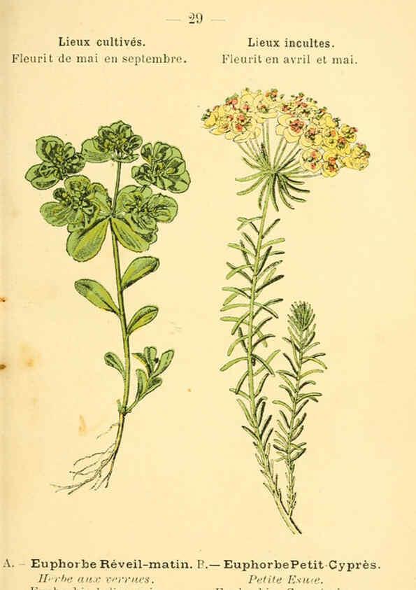 Reproducción/Reproduction 6022552586: Atlas de poche des plantes des champs, des prairies et des bois Paris :P. Klincksieck,[1894] 