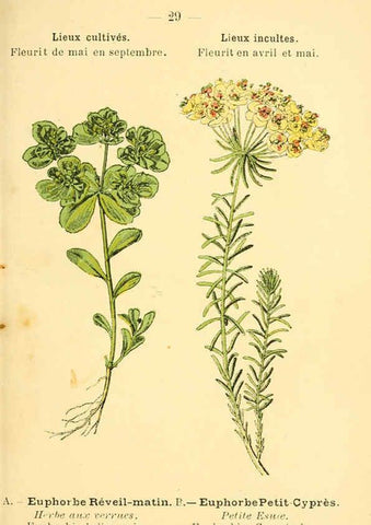 Reproducción/Reproduction 6022552586: Atlas de poche des plantes des champs, des prairies et des bois Paris :P. Klincksieck,[1894] 