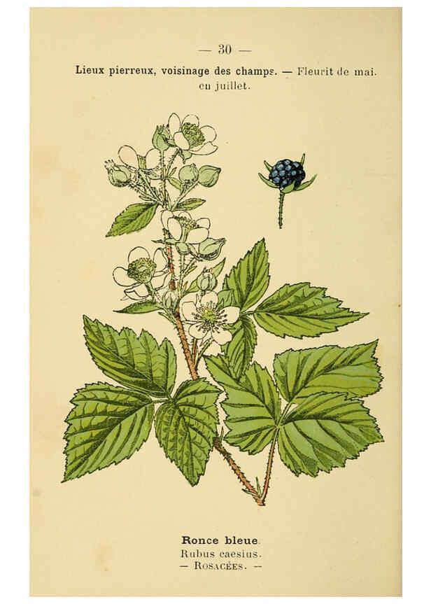 Reproducción/Reproduction 6022552942: Atlas de poche des plantes des champs, des prairies et des bois Paris :P. Klincksieck,[1894] 