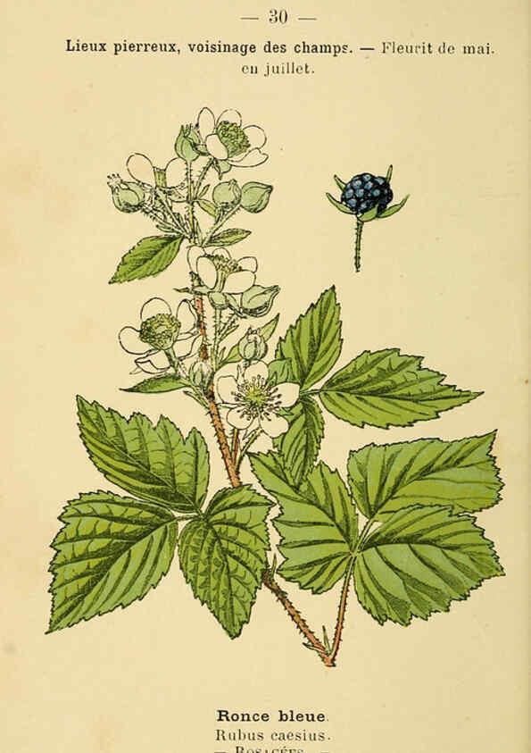Reproducción/Reproduction 6022552942: Atlas de poche des plantes des champs, des prairies et des bois Paris :P. Klincksieck,[1894] 