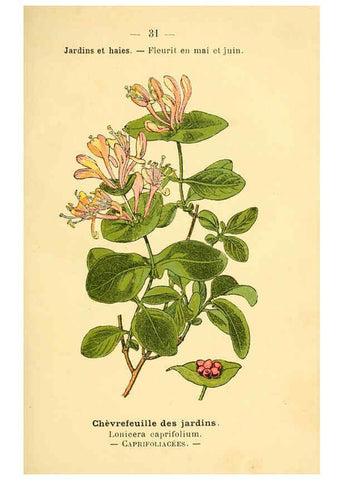 Reproducción/Reproduction 6022553190: Atlas de poche des plantes des champs, des prairies et des bois Paris :P. Klincksieck,[1894] 