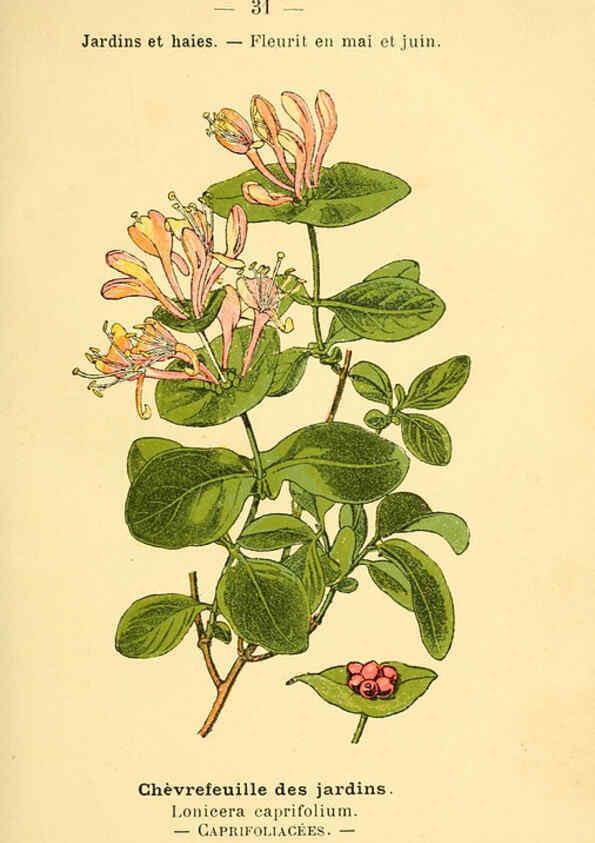 Reproducción/Reproduction 6022553190: Atlas de poche des plantes des champs, des prairies et des bois Paris :P. Klincksieck,[1894] 
