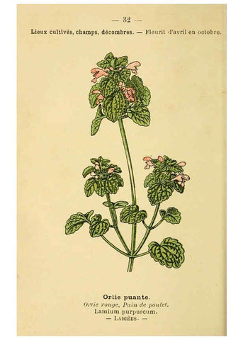 Reproducción/Reproduction 6022553570: Atlas de poche des plantes des champs, des prairies et des bois Paris :P. Klincksieck,[1894] 