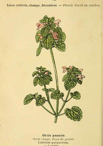 Reproducción/Reproduction 6022553570: Atlas de poche des plantes des champs, des prairies et des bois Paris :P. Klincksieck,[1894] 