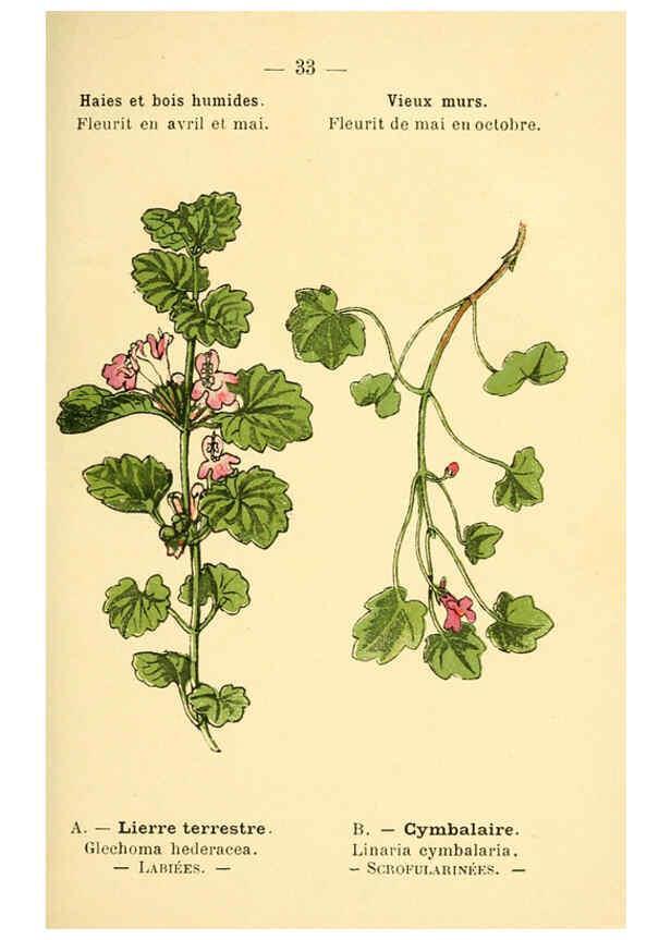 Reproducción/Reproduction 6022554180: Atlas de poche des plantes des champs, des prairies et des bois Paris :P. Klincksieck,[1894] 