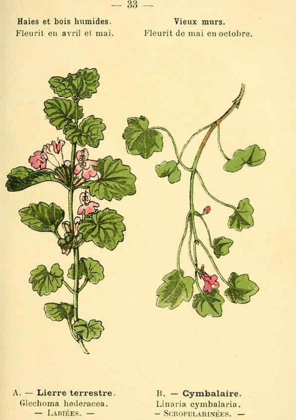 Reproducción/Reproduction 6022554180: Atlas de poche des plantes des champs, des prairies et des bois Paris :P. Klincksieck,[1894] 