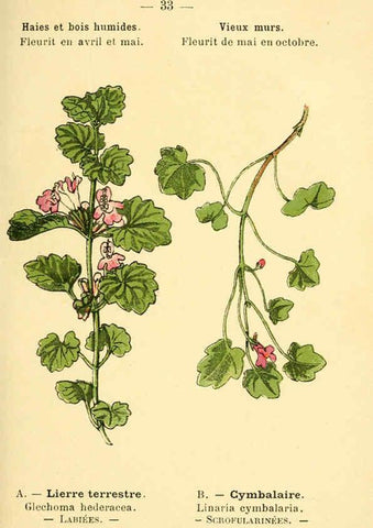 Reproducción/Reproduction 6022554180: Atlas de poche des plantes des champs, des prairies et des bois Paris :P. Klincksieck,[1894] 