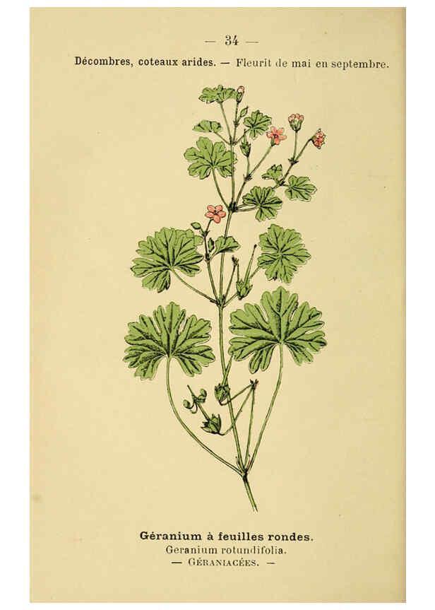Reproducción/Reproduction 6021997647: Atlas de poche des plantes des champs, des prairies et des bois Paris :P. Klincksieck,[1894] 