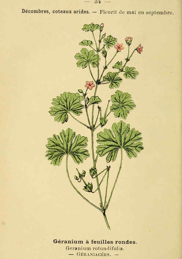 Reproducción/Reproduction 6021997647: Atlas de poche des plantes des champs, des prairies et des bois Paris :P. Klincksieck,[1894] 