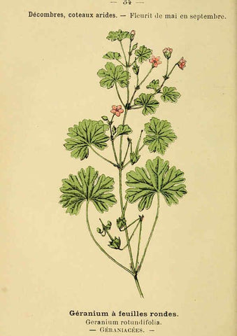 Reproducción/Reproduction 6021997647: Atlas de poche des plantes des champs, des prairies et des bois Paris :P. Klincksieck,[1894] 