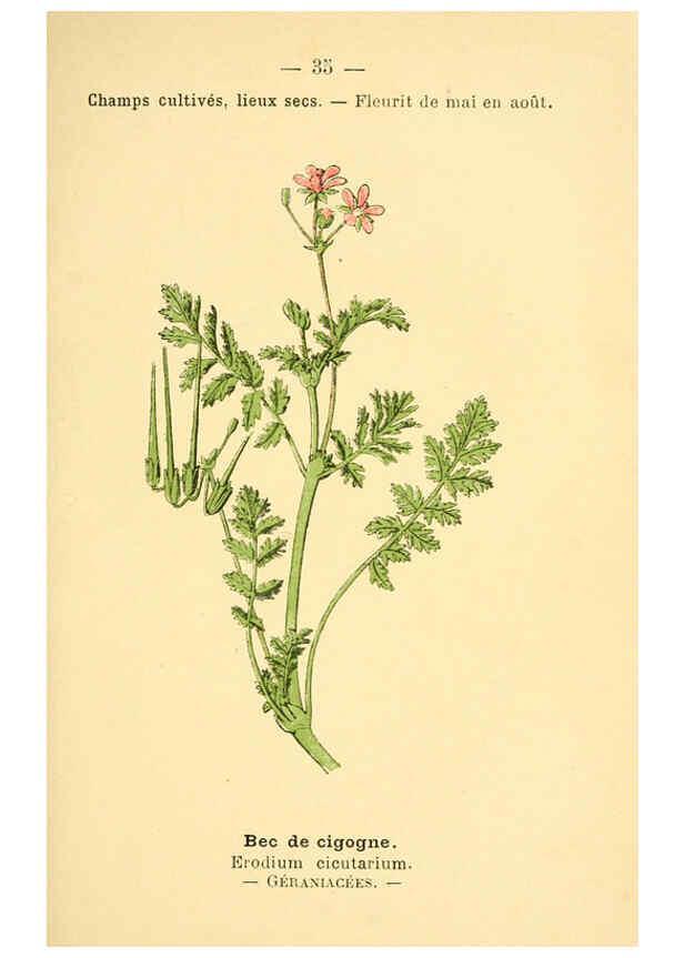 Reproducción/Reproduction 6021998021: Atlas de poche des plantes des champs, des prairies et des bois Paris :P. Klincksieck,[1894] 