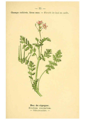Reproducción/Reproduction 6021998021: Atlas de poche des plantes des champs, des prairies et des bois Paris :P. Klincksieck,[1894] 