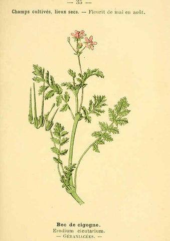 Reproducción/Reproduction 6021998021: Atlas de poche des plantes des champs, des prairies et des bois Paris :P. Klincksieck,[1894] 